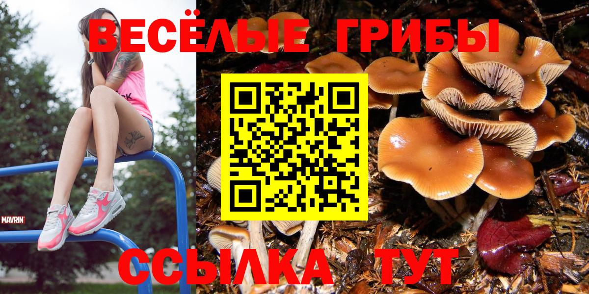 Псилоцибиновые грибы мицелий  хочу наркоту  Волжск  Вход с VPN 